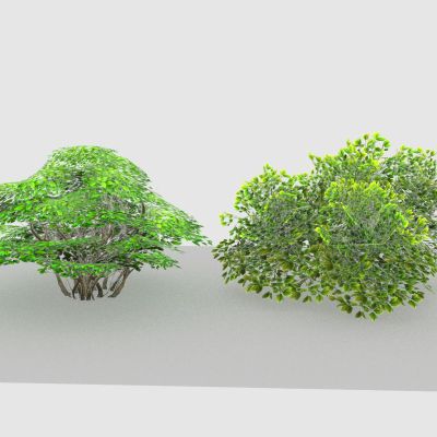 现代植物 野花杂草 