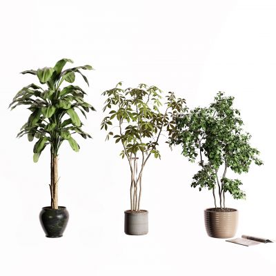 现代盆栽 芭蕉树