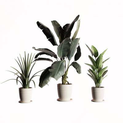 现代盆栽 芭蕉树