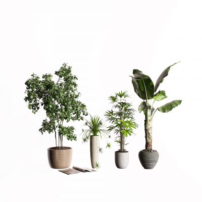 现代盆栽 芭蕉树