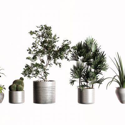 现代盆栽 仙人掌