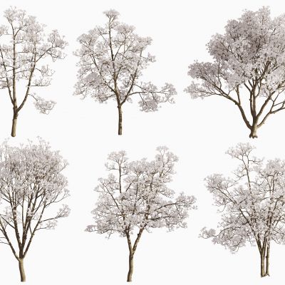 现代玉兰树景观树3D模型