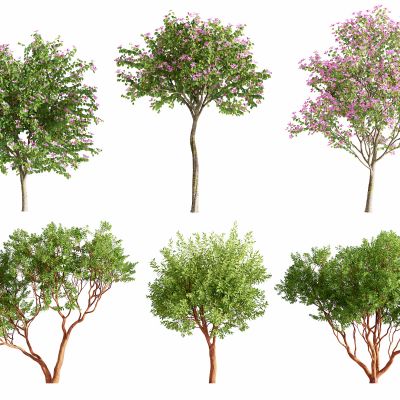 现代室外景观树木