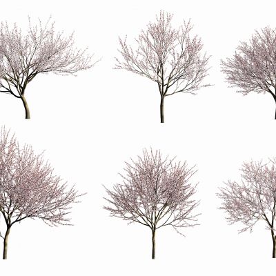 现代梅花树植物