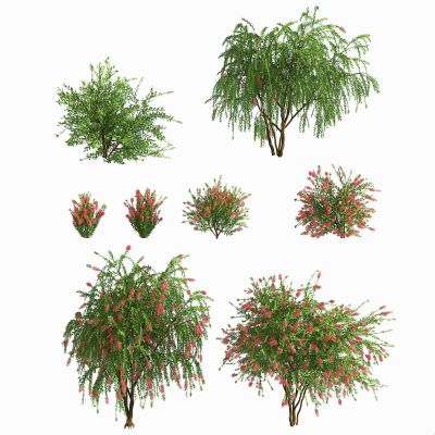 现代室外景观树木