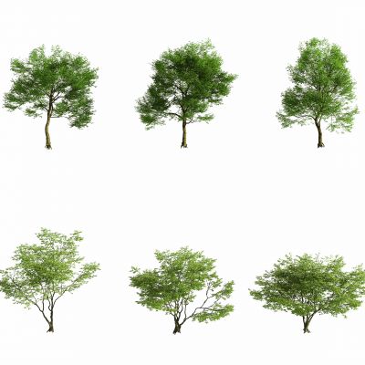 现代城市街道树木