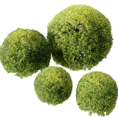 现代小叶黄杨灌木