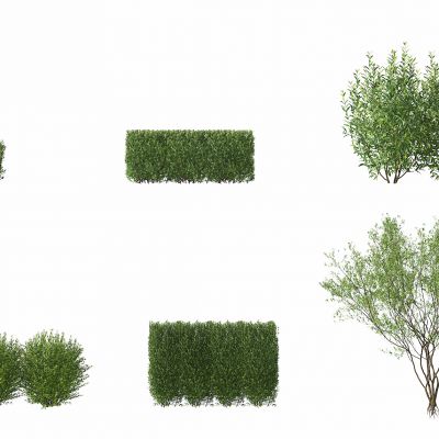 现代绿植灌木
