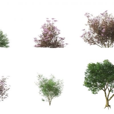 现代接骨木灌木