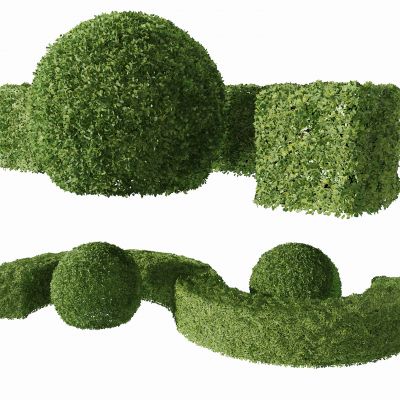现代绿篱灌木