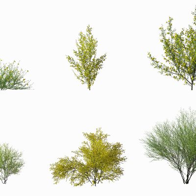 现代金雀花灌木