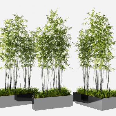 现代竹子盆栽
