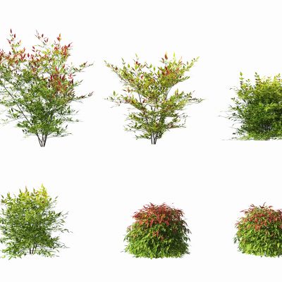 现代南天竺灌木植物