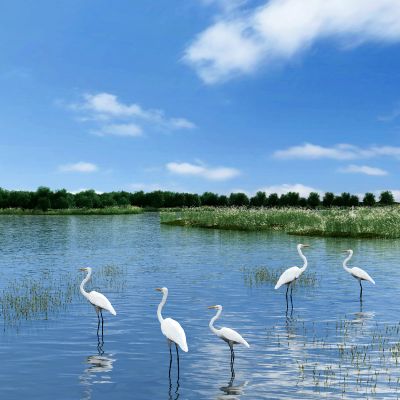 现代湿地公园园林景观