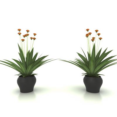 现代风格我植物