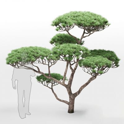 现代迎客松植物