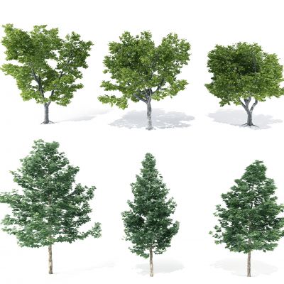现代树3D模型