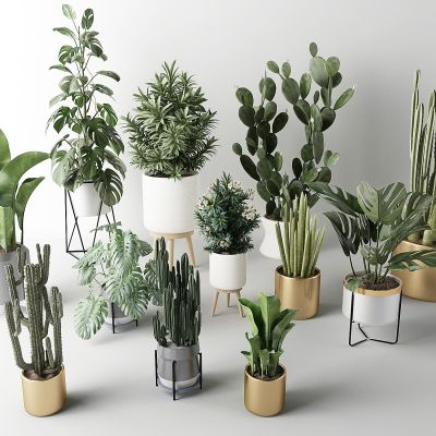 龟背竹仙人掌盆栽植物绿植