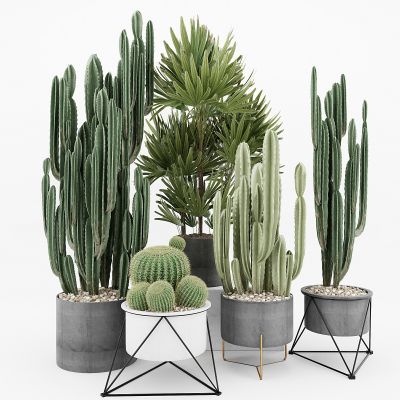 现代绿植盆栽仙人掌植物