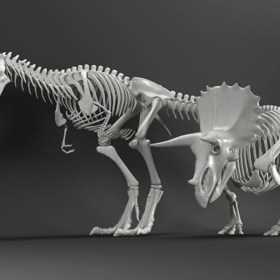 现代恐龙骨架组合