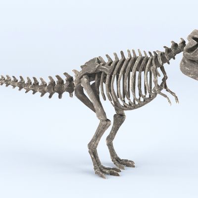 现代恐龙骨架