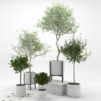 现代植物盆栽花盆