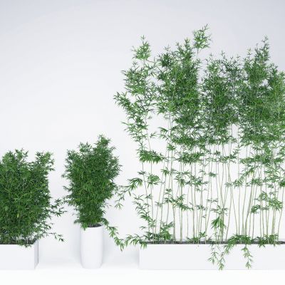 竹子绿植盆栽组合