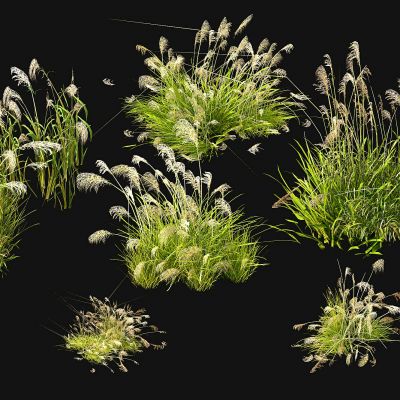 现代芦苇芦叶水草