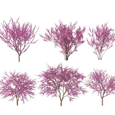 现代紫荆花植物