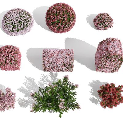 现代户外花球大花六道木