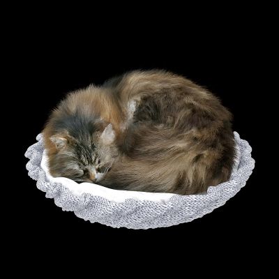 现代家禽类动物猫.宠物猫