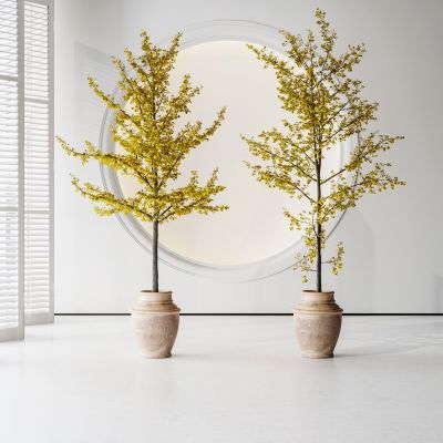 现代植物盆栽组合