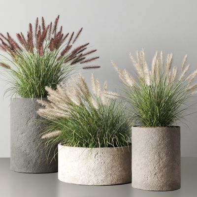 现代狼尾草绿植