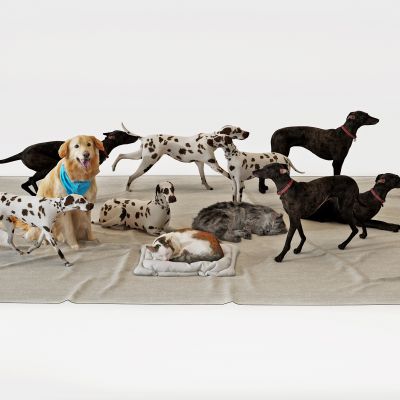 现代宠物狗宠物猫动物