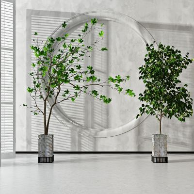 现代植物盆栽组合