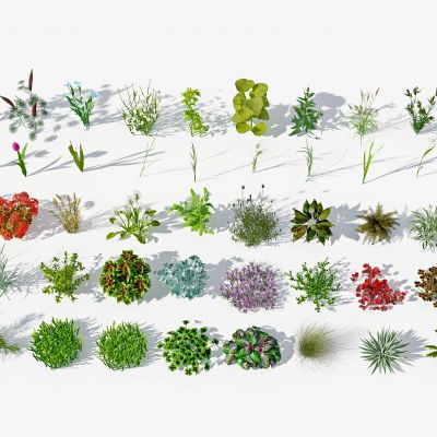 现代灌木植物绿植草