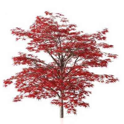 现代枫树景观树