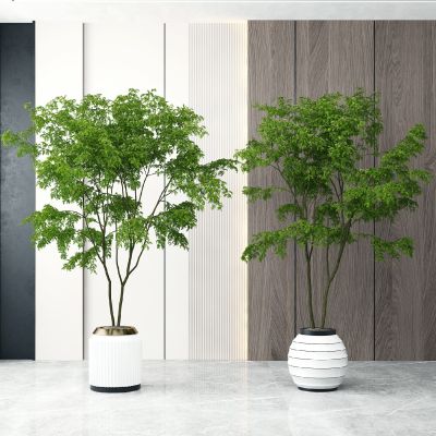 现代绿植盆栽盆景植物组合