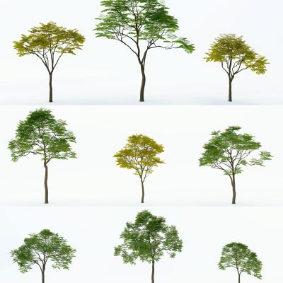 现代无患子户外树木行道树