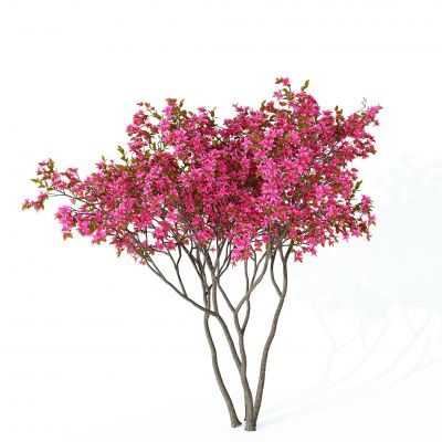 现代树户外树木