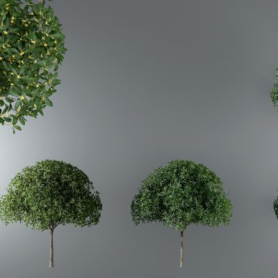 现代桂花树户外树木