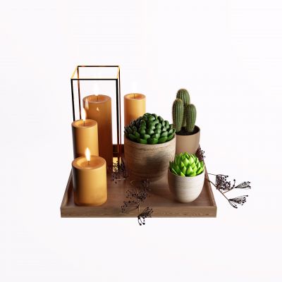 现代蜡烛 多肉植物