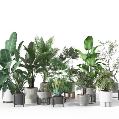 植物盆栽  摆件装饰