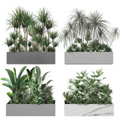 现代植物    仙人掌