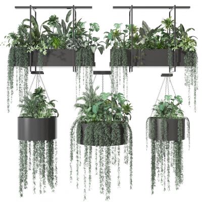 植物吊篮  花草装饰
