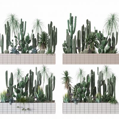 仙人掌组合    庭院装饰