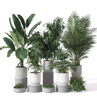 盆景    盆栽摆件