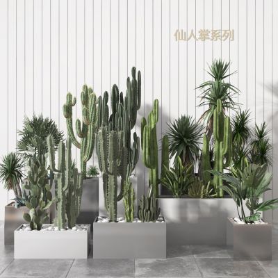 现代仙人掌组合盆栽