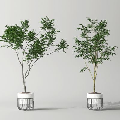 现代室内植物盆栽盆景花盆