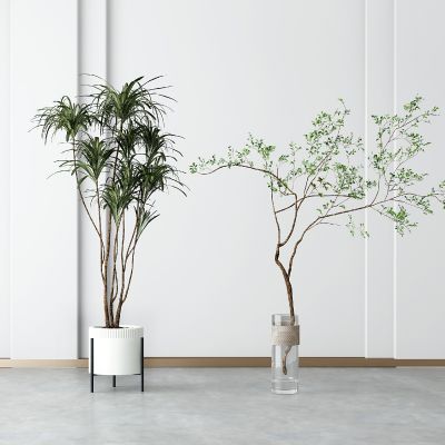 现代植物盆栽组合